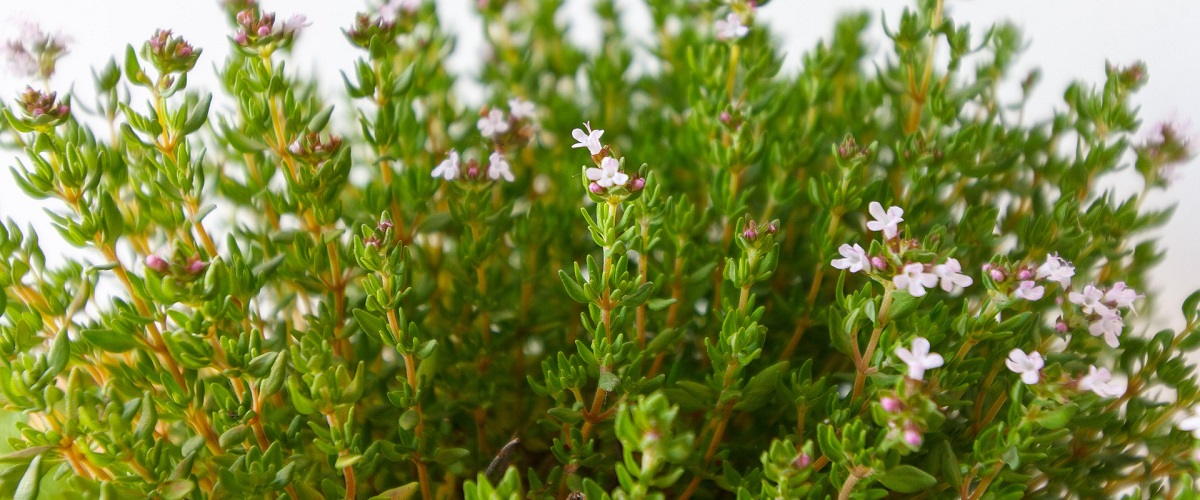 Tymián (Thymus)